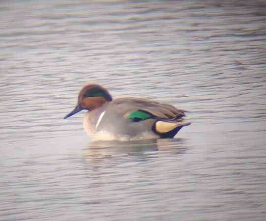 Alzavola americana  - Franco Roscelli