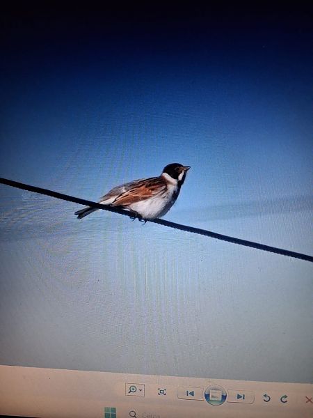 Migliarino di palude  - Anonimo