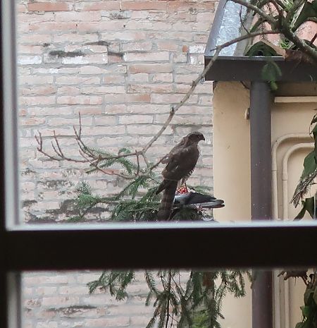 Sparviere  - Anonimo