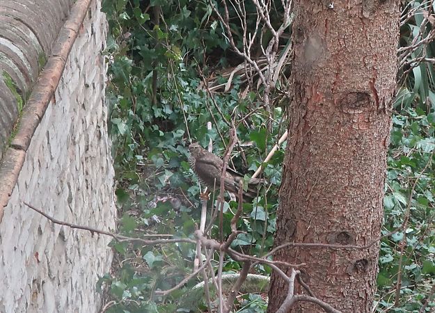 Sparviere  - Anonimo