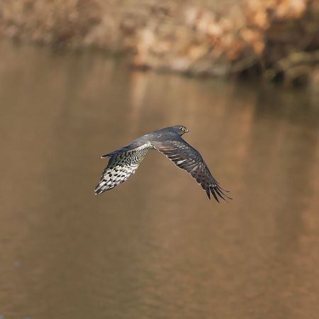 Sparviere  - Anonimo