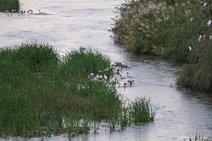 Ibis sacro  - Antonio Verduci