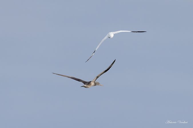 Sula  - Antonio Verduci