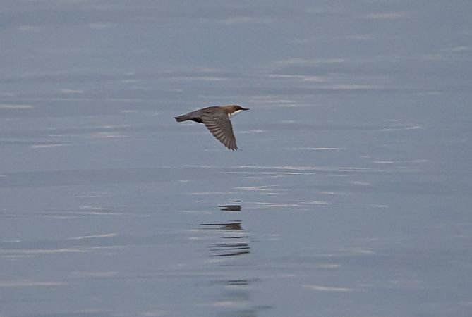 Merlo acquaiolo  - Marco Esposito