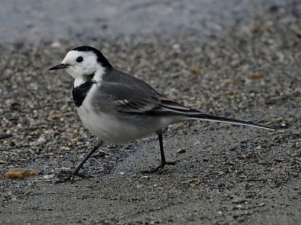 Ballerina bianca  - Marco Esposito