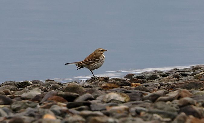 Spioncello  - Marco Esposito