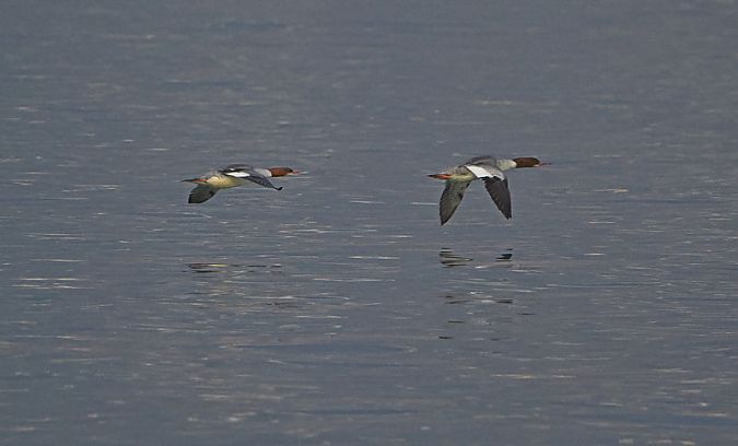 Smergo maggiore  - Marco Esposito