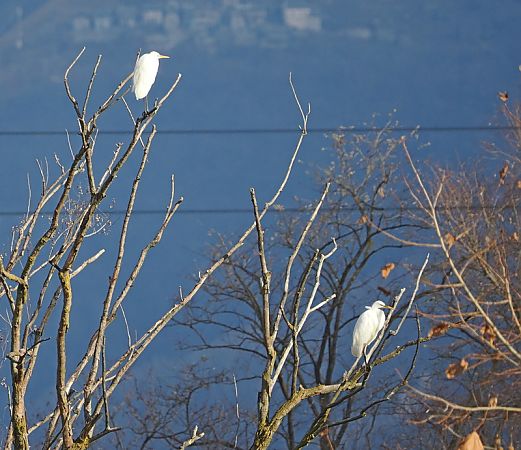 Airone bianco  - Marco Esposito