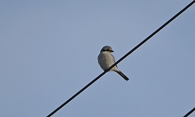 Averla maggiore  - Marco Esposito