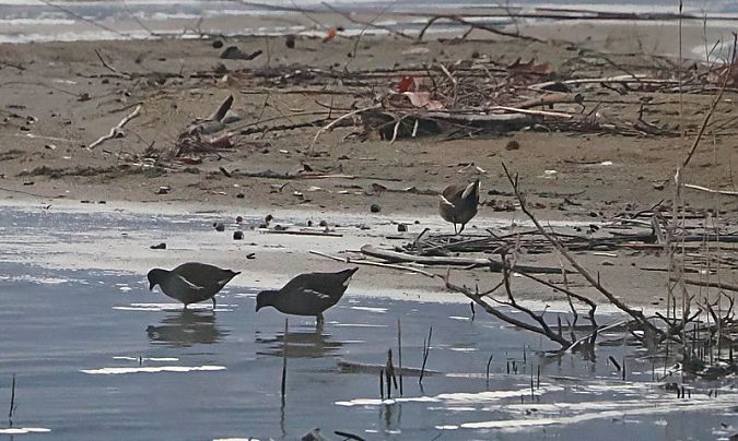 Gallinella d'acqua  - Marco Esposito