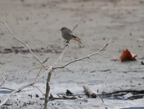 Codirosso spazzacamino  - Marco Esposito