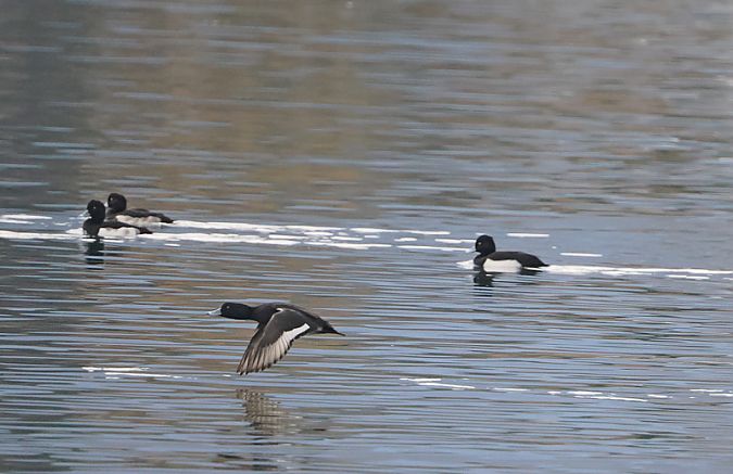 Moretta  - Marco Esposito