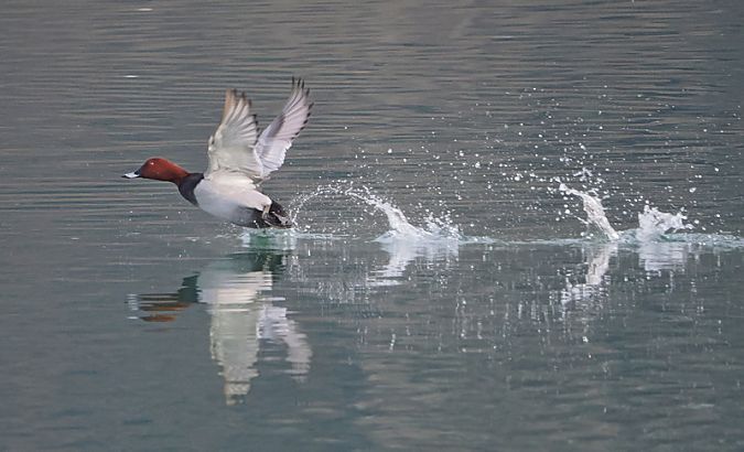 Moriglione  - Marco Esposito