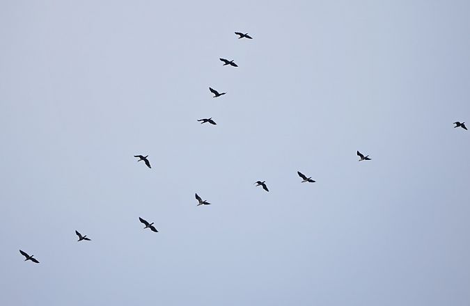 Cormorano  - Marco Esposito