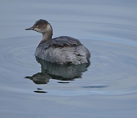 Svasso piccolo  - Marco Esposito