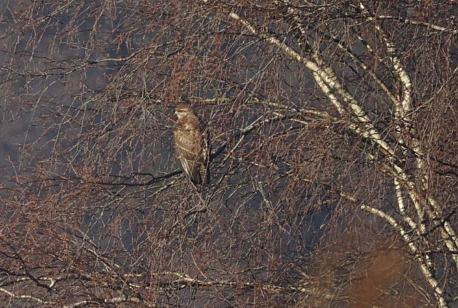 Poiana  - Marco Esposito