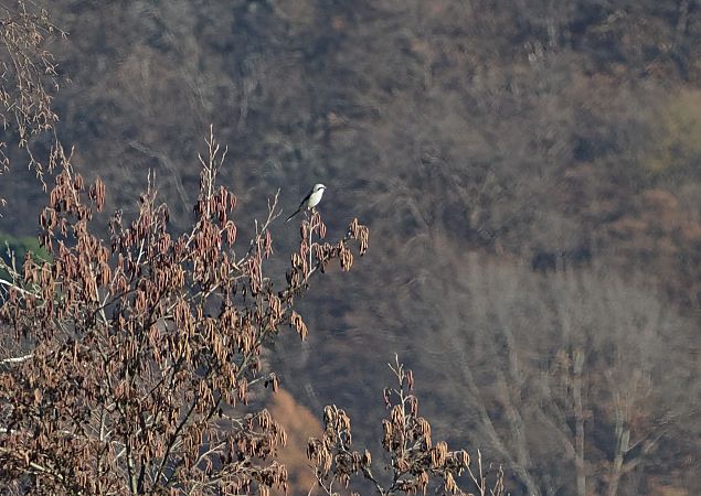 Averla maggiore  - Marco Esposito