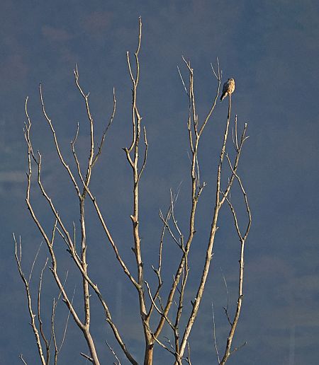 Smeriglio  - Marco Esposito