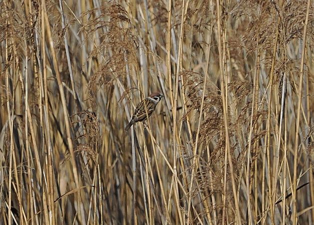 Passera mattugia  - Marco Esposito