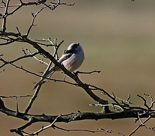 Codibugnolo  - Marco Esposito
