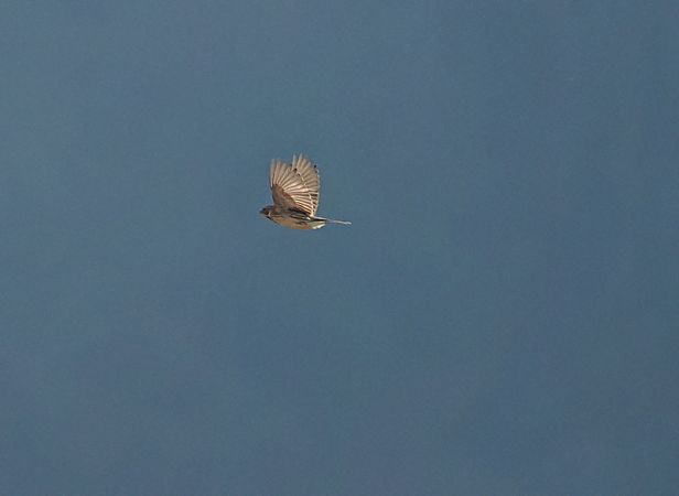 Migliarino di palude  - Marco Esposito