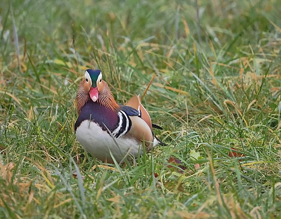 Anatra mandarina  - Marco Esposito