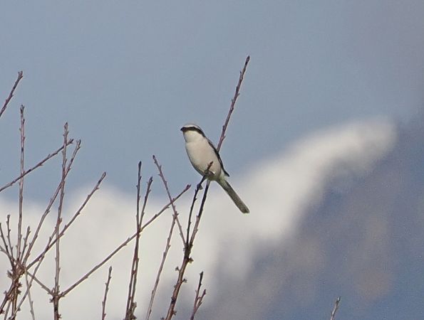 Averla maggiore  - Marco Esposito