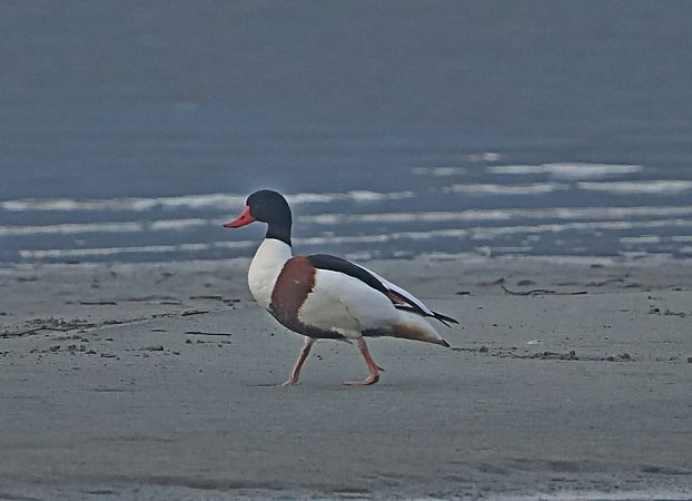 Volpoca  - Marco Esposito