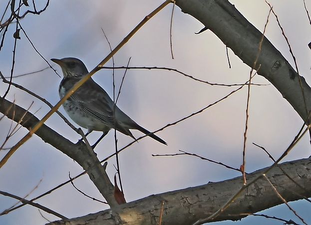 Cesena  - Marco Esposito