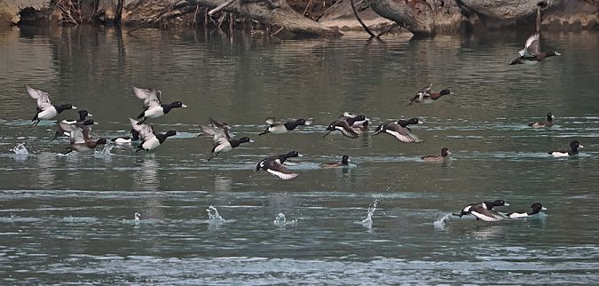 Moretta  - Marco Esposito