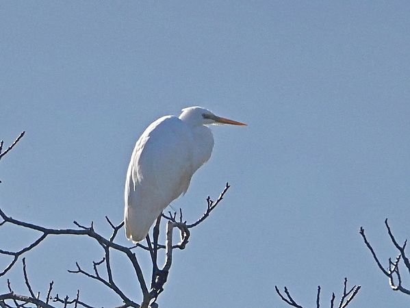 Airone bianco  - Marco Esposito