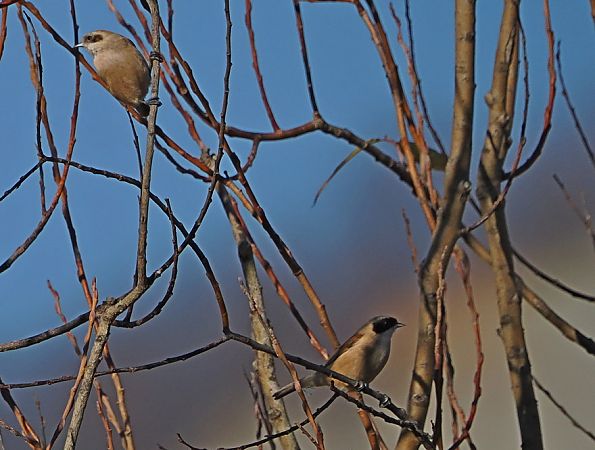 Pendolino  - Marco Esposito