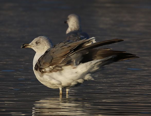Goéland brun  - Enrico Viganò