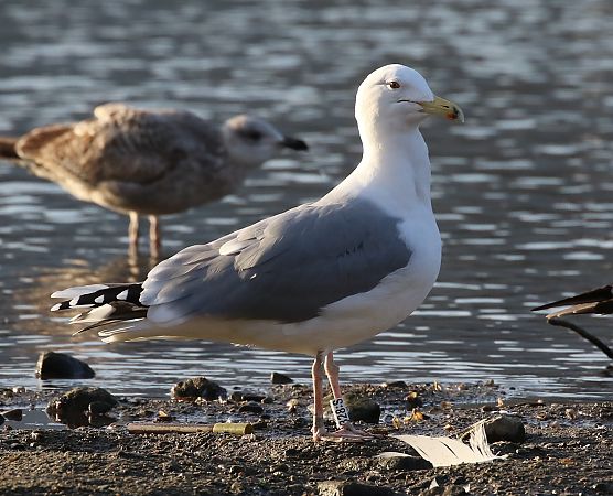 Gabbiano pontico  - Enrico Viganò