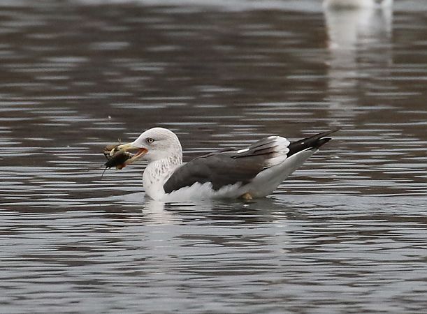 Zafferano  - Enrico Viganò