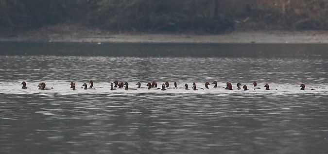 Moriglione  - Enrico Viganò