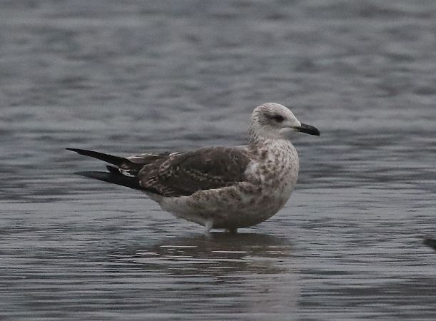 Zafferano  - Enrico Viganò