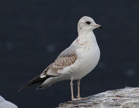 Gavina  - Enrico Viganò