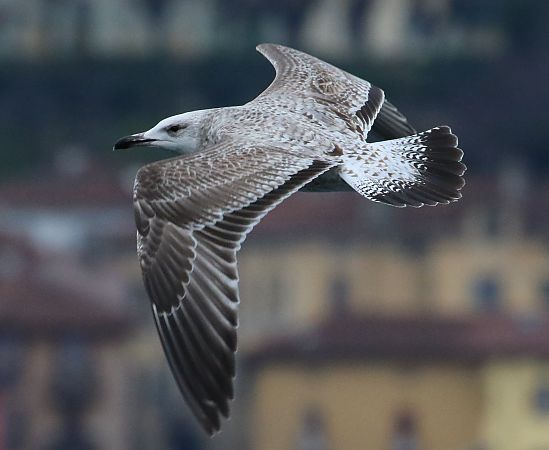 Gabbiano pontico  - Enrico Viganò