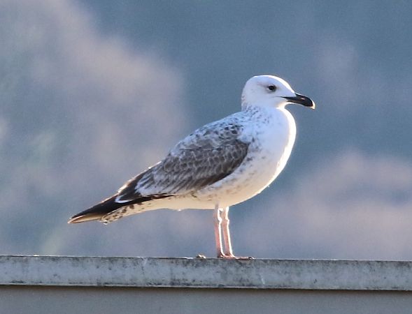 Gabbiano pontico  - Enrico Viganò