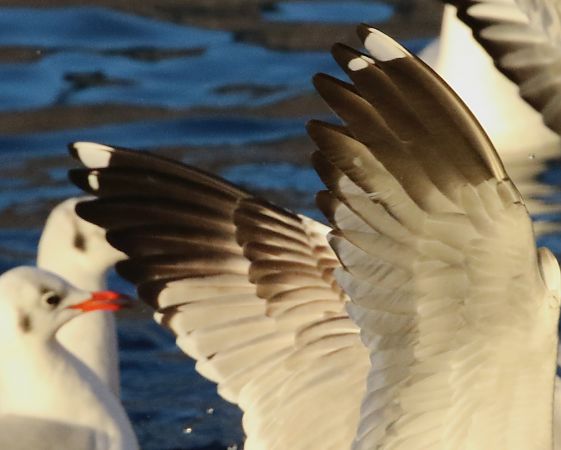 Gavina siberiana  - Enrico Viganò