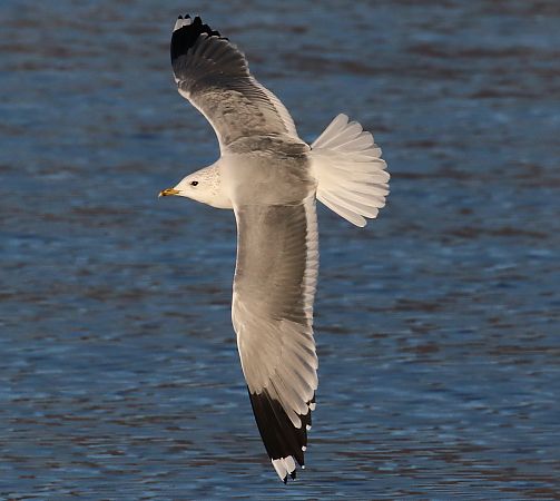 Sturmmöwe (ssp. heinei)  - Enrico Viganò