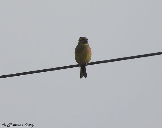 Zigolo nero  - Gianluca Congi