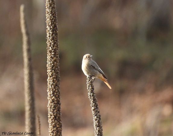 Codirosso spazzacamino  - Gianluca Congi