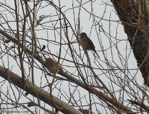 Strillozzo  - Gianluca Congi