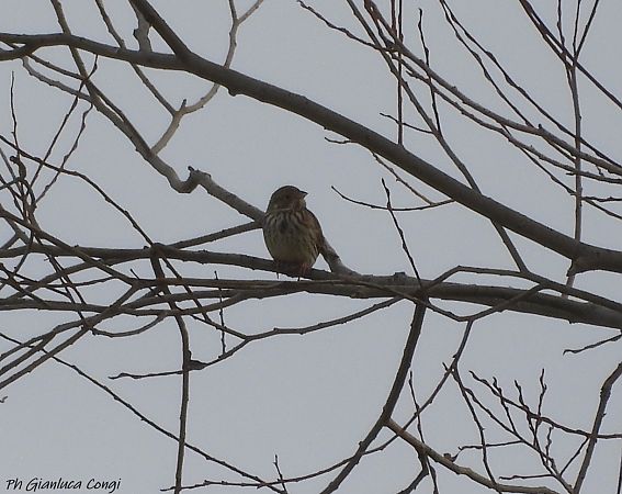 Strillozzo  - Gianluca Congi