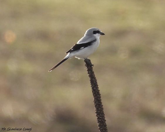 Averla maggiore  - Gianluca Congi