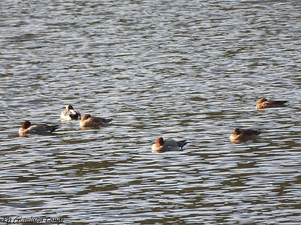Fischione  - Gianluca Congi