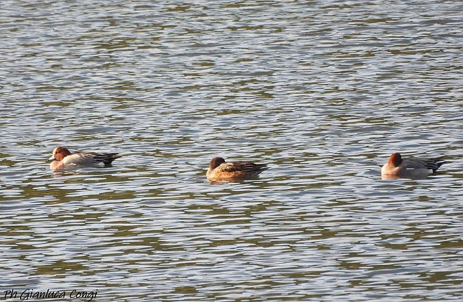 Fischione  - Gianluca Congi