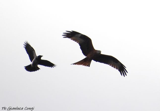 Nibbio reale  - Gianluca Congi